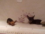 Mam"zelle et Chiquito - Chihuahua