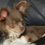 Electra - Chihuahua (2 ans)