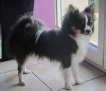 Happache maintenant - Chihuahua Mâle (1 an)