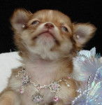 lina - Chihuahua (8 mois)