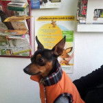 mi coco - Chihuahua Mâle (4 ans)