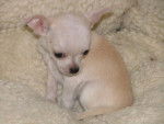chloé - Chihuahua (2 mois)