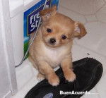 China - Chihuahua (1 an)