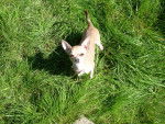 Abysse - Chihuahua (4 ans)