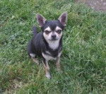 Smilyse - Chihuahua (1 an)