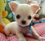 Bell - Chihuahua (5 mois)