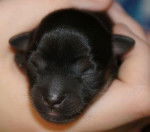 Emmett at 1 day - Chihuahua Mâle