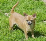 Bonito - Chihuahua Mâle (4 ans)