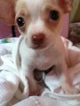 chispita - Chihuahua (1 mois)
