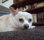 Ibis - Chihuahua (7 ans)