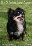multi CH. DinYUma Souvenir Cheyenne - Chihuahua Mâle (6 ans)