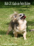 Multi CH. Aladin DPM - Chihuahua Mâle (9 ans)