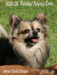 Multi CH. Willibald Bohemia Kevin - Chihuahua Mâle (6 ans)