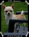CH. Fantomas - Chihuahua Mâle (3 ans)