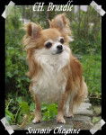 Multi CH. Bruxelle Souvenir Cheyenne - Chihuahua (8 ans)