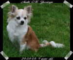 Multi CH. Yeosinga - Chihuahua (10 ans)