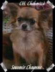 Multi CH. Chichenizà Souvenir Cheyenne - Chihuahua (7 ans)