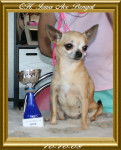 CH. Iowa Ave Bengal - Chihuahua (6 ans)