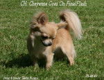 CH. Final Flash - Chihuahua (3 ans)