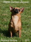 Heaven Souvenir Cheyenne - Chihuahua (2 ans)