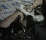 Principe - Chihuahua Mâle (3 ans)