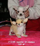Imhotep - Chihuahua Mâle (6 mois)