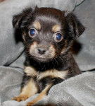 Emmett at 6 weeks - Chihuahua Mâle