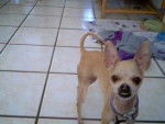 mi perrita candy - Chihuahua