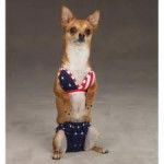 Chihuahua en Bikini!!! - Chihuahua (2 ans)