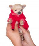 amétie - Chihuahua (1 mois)