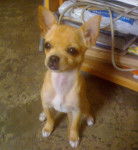 Keyla - Chihuahua (2 ans)