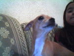 chuchi - Chihuahua (4 ans)