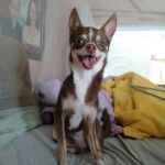 princesa sisi - Chihuahua (3 ans)