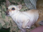 Daisy - Chihuahua (1 an)