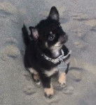 Flamby - Chihuahua (3 mois)