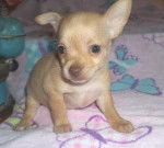 Tila - Chihuahua (2 mois)