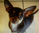 Kina - Chihuahua (1 mois)