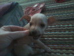 papi - Chihuahua Mâle (4 mois)