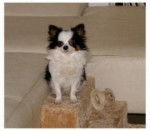 Leïla - Chihuahua (1 an)