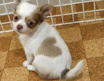 Love - Chihuahua (2 mois)