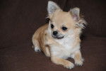 Eglantine Belle from candelstick - Chihuahua (9 mois)