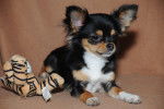 Edwige plume de loup - Chihuahua (8 mois)