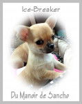 Ice breaker - Chihuahua Mâle (6 mois)