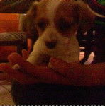 candy - Chihuahua (8 mois)