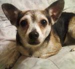 PJ - Chihuahua Mâle (6 ans)