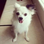 Mason - Chihuahua (7 mois)