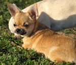 Cacahouette - Chihuahua Mâle (3 ans)