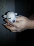 lindsey - Chihuahua (1 mois)