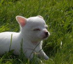 chihoui - Chihuahua Mâle (1 an)