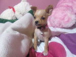 Yeni - Chihuahua (5 mois)